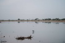 Vista para pássaro sentado em lagoa suja no dia nublado . — Fotografia de Stock