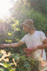 Молодий чоловік в панамському капелюсі збирає ягоди з кущів в саду — стокове фото
