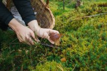 Couper les champignons à la main femelle — Photo de stock