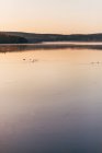 Paisaje de neblina de la mañana en la superficie del lago con patos nadando pacíficamente . - foto de stock