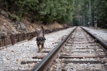 Simpático perro vagabundo vagando por las vías del tren - foto de stock