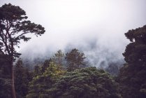 Nuages de fumée au-dessus de grands arbres dans le parc national Killarney — Photo de stock