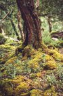 Барвистий стовбур дерева, що росте на мохоподібній землі — стокове фото
