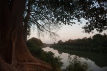 Paesaggio di alberi che crescono su banca di fiume tropicale con acqua tranquilla in crepuscolo . — Foto stock
