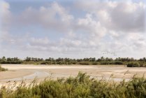 Пейзаж сухого берега реки с песчаными дюнами и пальмами на заднем плане — стоковое фото