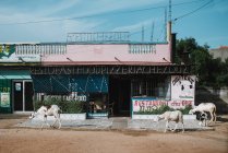 Vista exterior del barrio pobre de la ciudad con cabras pastando a la luz del sol, Goree, Senegal - foto de stock