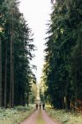 Backpacker auf Landstraße im immergrünen Wald mit hohen Bäumen daneben — Stockfoto