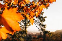 Крупним планом барвисте осіннє листя на тлі міського пейзажу . — стокове фото
