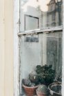 Exterior shot of old window with dirty glass and cactus on sill behind. — Stock Photo