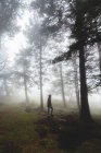 Femme marchant dans la forêt — Photo de stock