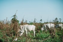 Vacas blancas comiendo pastoreo en prado soleado . - foto de stock