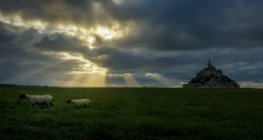 Vista para ovelhas pastando no prado verde e grande castelo no fundo . — Fotografia de Stock