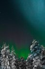Bottom view to woods covered with snow under sky with Polar light. — Stock Photo