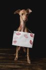 Итальянская борзая собака с красными губами, пятнами от поцелуев и табличкой с белым знаком — стоковое фото