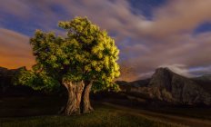 View to green tree at night dusk — Stock Photo