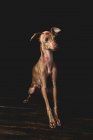 Итальянская борзая собака с красными губами — стоковое фото