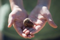 Crop hands holding acorn in sunlight — Stock Photo