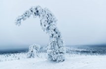 View to frozen plants in winter landscape — Stock Photo