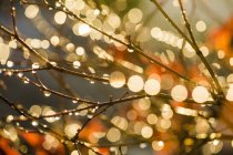 Branches with water drops in sunlight — Stock Photo