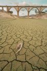 Rama seca en suelo agrietado de lecho de río árido con puente - foto de stock