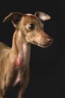 Porträt eines Hundes mit roten Lippen — Stockfoto