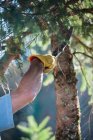 Mãos masculinas de colheita preparando árvore para serra — Fotografia de Stock