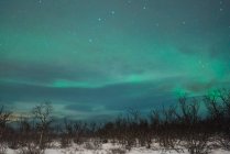 Northern lights over winter woods at night — Stock Photo