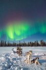 Dogs in sledge resting on snow under sky with Polar light. — Stock Photo