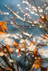 Tiro de quadro cheio de ramos iluminados pelo sol com gotas de água — Fotografia de Stock
