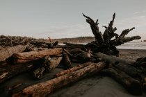 Vista a troncos de árboles caídos en la costa soleada - foto de stock