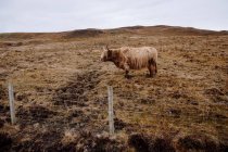 Вид збоку худоби highland корова на сухої трави — стокове фото