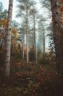 Живописный вид на лес на склоне холма осенью — стоковое фото