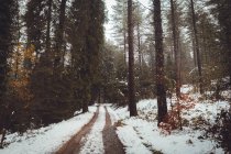 Vista sulla bianca strada rurale coperta di neve nella foresta . — Foto stock