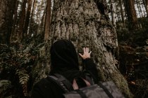 Vista posteriore del turista in piedi nel bosco e toccando il tronco . — Foto stock