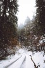Vista para estrada na floresta de abeto de inverno — Fotografia de Stock