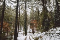 Vista a distanza a piccola casa sugli alberi coperti di neve a foresta — Foto stock
