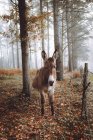 Front view to donkey standing at trees in autumn forest in countryside. — Stock Photo