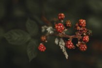 Крупним планом вид на дикі червоні ягоди в лісі — стокове фото