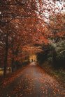 Vue en perspective de la route asphaltée dans la forêt rouge d'automne à la campagne . — Photo de stock