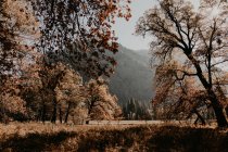 Пейзаж с видом на горы в осеннем лесу — стоковое фото