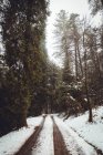 Сільська засніжена дорога в зимовому ялинковому лісі — стокове фото