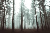 Високий кут зору на осінні ліси, що ростуть у туманному лісі . — стокове фото