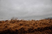 Blick durch Glas auf trockenes Gras bei nebligem Wetter — Stockfoto