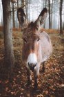 Portrait of donkey standing in autumn forest — Stock Photo