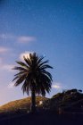 Дерево пальми, на схилі гори на фоні зоряного неба — стокове фото