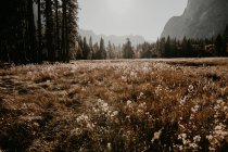 View to sunny meadow in forest at mountain valley. — Stock Photo