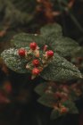 Close up view of red wild berries on bush — Stock Photo
