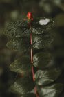 Vista da vicino di bacca colorata rossa su ramo con foglie verdi bagnate nella foresta . — Foto stock