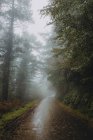 Туманная асфальтовая дорога в осеннем лесу — стоковое фото