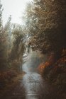 Vista idílica al camino de asfalto en el bosque lluvioso de otoño . - foto de stock